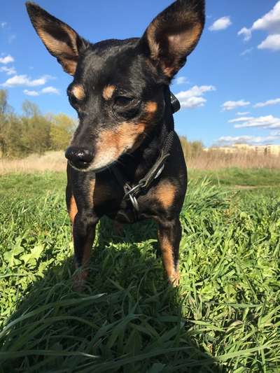 Zeichnungen eurer Hunde-Beitrag-Bild