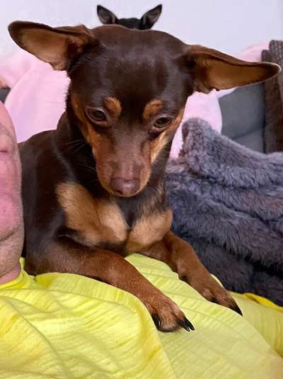 Wo sind die Zwergpinscher?-Beitrag-Bild