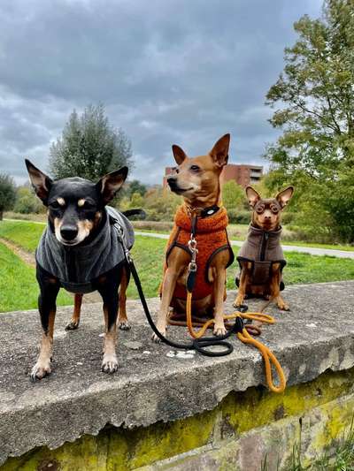 Wo sind die Zwergpinscher?-Beitrag-Bild