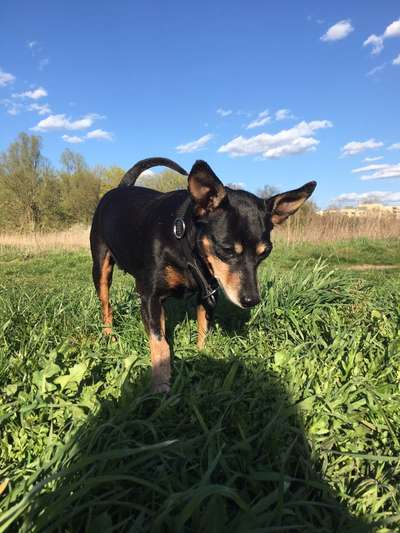 Lieblingsbild von euren Hunden?-Beitrag-Bild