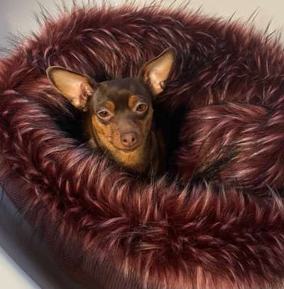 Prager Rattler-Beitrag-Bild