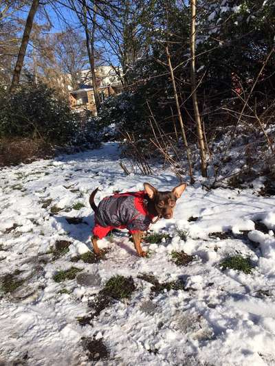 Zeigt die schönsten Schneebilder von eurer Fellnase ❄️-Beitrag-Bild