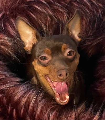 Fotochallenge Nr. 59 - Mein Hund zeigt die Zunge-Beitrag-Bild