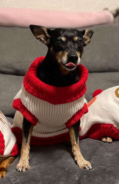 Fotochallenge Nr. 59 - Mein Hund zeigt die Zunge-Beitrag-Bild