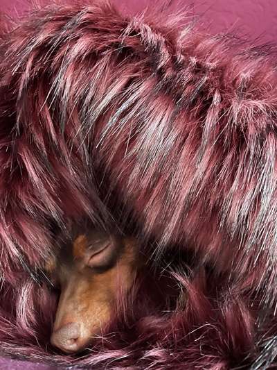 Wo sind die Zwergpinscher?-Beitrag-Bild