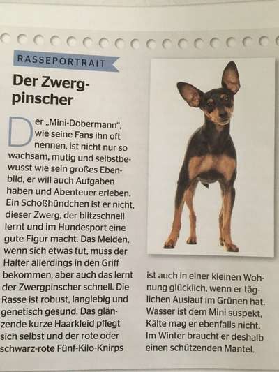 Wo sind die Zwergpinscher?-Beitrag-Bild