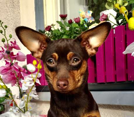 Hunde Porträt (Portrait) Galerie....-Beitrag-Bild