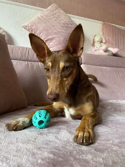 Podencomischling oder Podenco-Beitrag-Bild