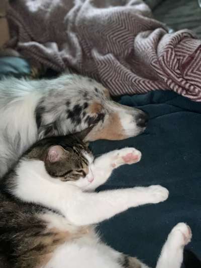 Hunde Porträt (Portrait) Galerie....-Beitrag-Bild