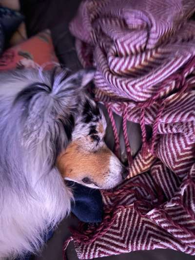 Hunde Porträt (Portrait) Galerie....-Beitrag-Bild