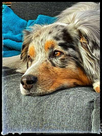 Hunde Porträt (Portrait) Galerie....-Beitrag-Bild