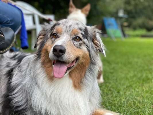 Hunde Porträt (Portrait) Galerie....-Beitrag-Bild