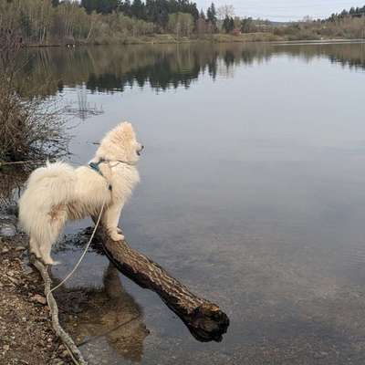 Hundetreffen-Gassirunde | Hundebegegnung | Social Walk-Bild