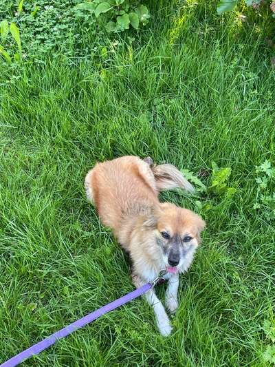 Mischlingshunde Foto Aufruf-Beitrag-Bild