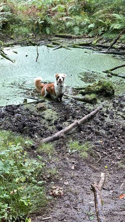 Mischlingshunde Foto Aufruf-Beitrag-Bild