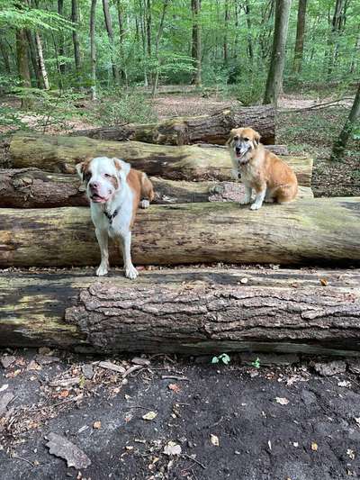 Mischlingshunde Foto Aufruf-Beitrag-Bild