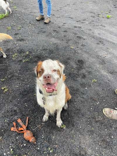 Mischlingshunde Foto Aufruf-Beitrag-Bild