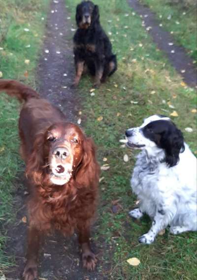 Irisch setter-Beitrag-Bild