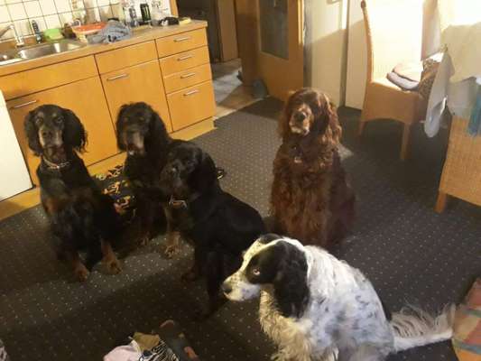 Irisch setter-Beitrag-Bild