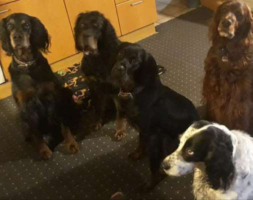 Irisch setter-Beitrag-Bild