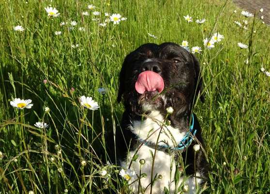 Die Dogorama Monats Challenge "Es grünt und blüht"-Beitrag-Bild