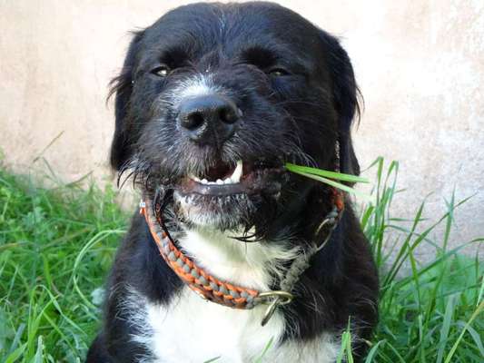 Die Dogorama Kalender Challenge Teil 1/4-Beitrag-Bild