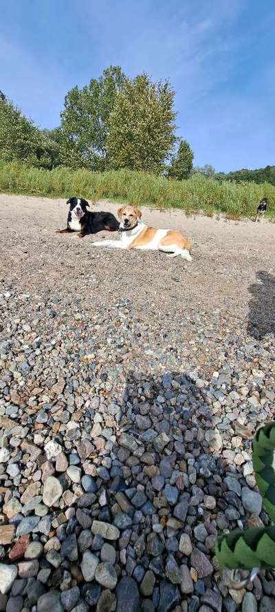 Hundetreffen-Kennenlernen spielt, spazieren-Bild