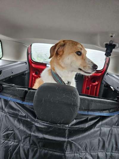 Foto Challenge Thema "Hunde im Auto"-Beitrag-Bild
