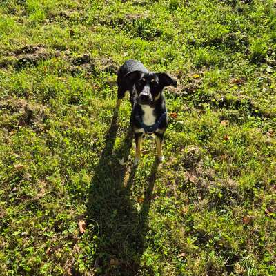 Hundetreffen-Spielrunde in Humboldt-Gremberg-Bild