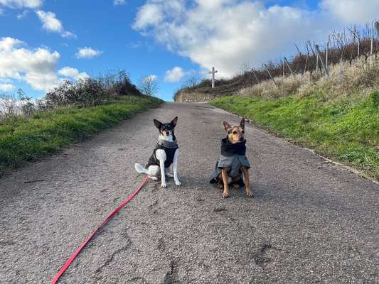 Hundetreffen-Gassi für kleine Hunde-Bild