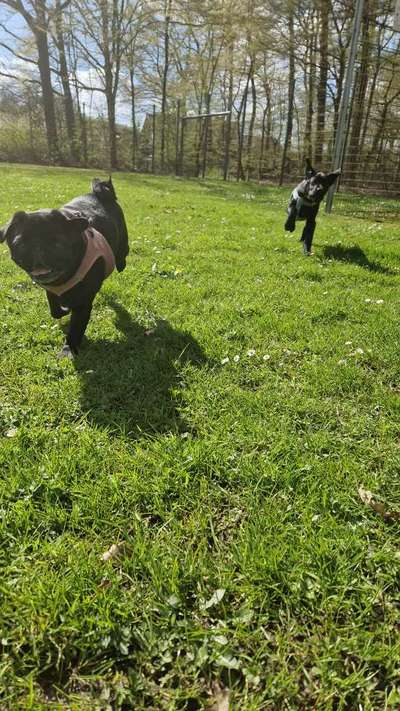 Handy Foto Challange Nr. 46  Happy Dog-Beitrag-Bild