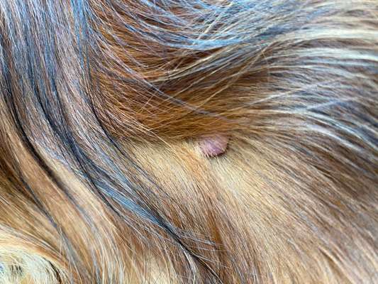 Knubbel entfernen ja oder nein?-Beitrag-Bild