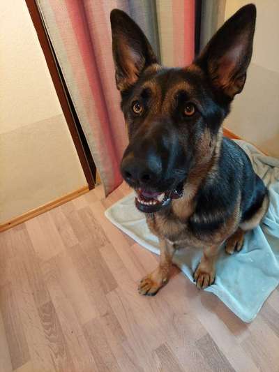 35.Collagen Challenge:„Bettelblick"-Beitrag-Bild