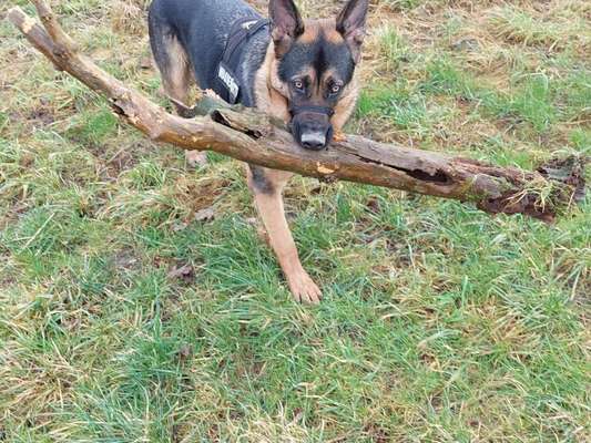 Dogorama Photo Challenge - Apportieren-Beitrag-Bild