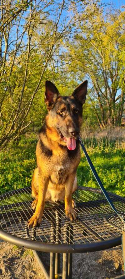 Schäferhund-Beitrag-Bild