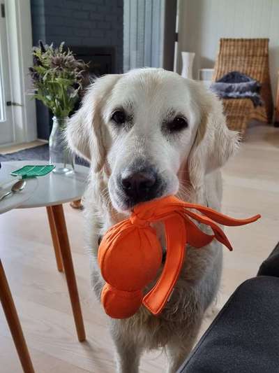 Hundetreffen-Gassigehfreunde gesucht.-Bild