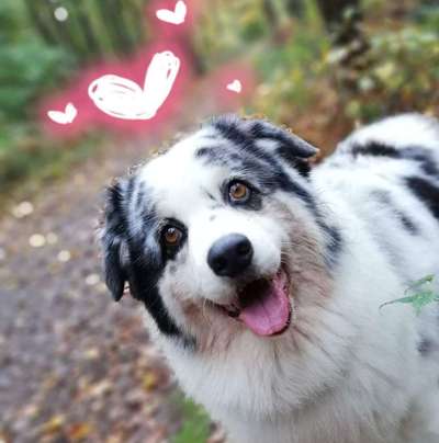 Dogorama Photo Challenge - Hundeblick zum hinschmelzen-Beitrag-Bild