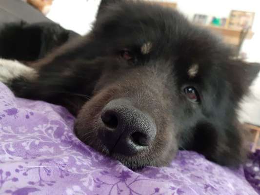 Zeigt mir die tollste Nahaufnahme von eurer Fellnase-Beitrag-Bild