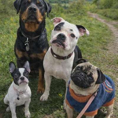 Hundetreffen-Social Walks / Play Dates-Bild