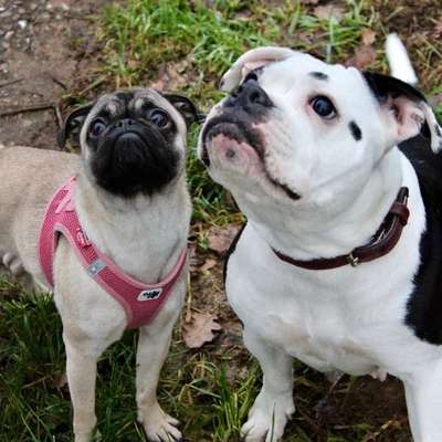 Hundetreffen-Social Works und/oder Spielkameraden-Bild