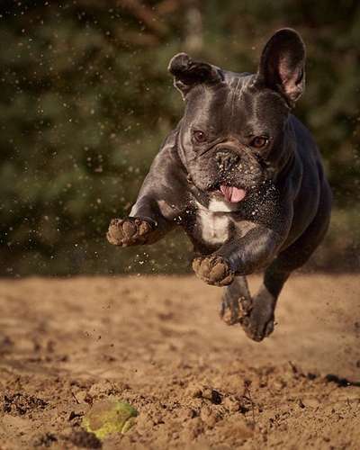 Zeigt her eure Frenchi-Beitrag-Bild