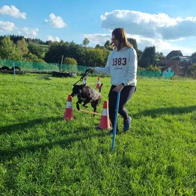 Hundetreffen-Gassirunde / Social Training-Bild