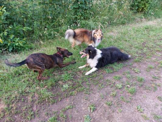 Shelties-Beitrag-Bild