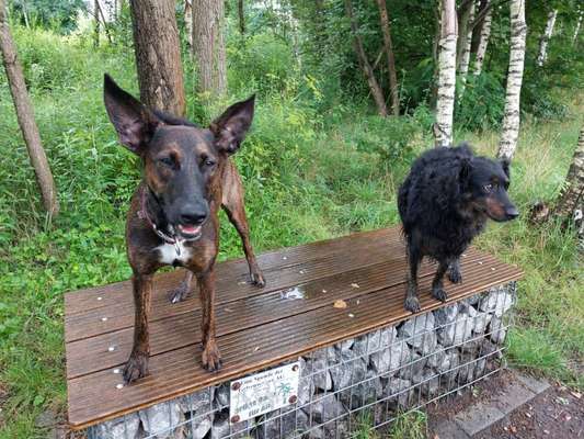 Die Dogorama Wochen Challenge "Friends will be Friends"-Beitrag-Bild