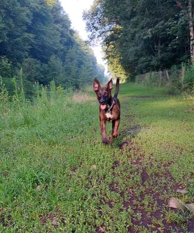 Zeigt eure Malinois!!!-Beitrag-Bild