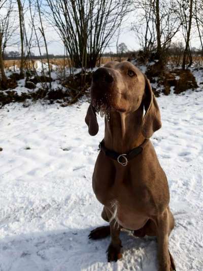 Seltene Rassen!-Beitrag-Bild