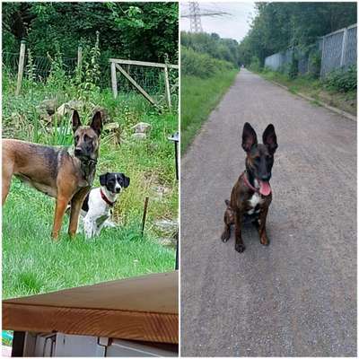 Welche Hunderasse-Beitrag-Bild