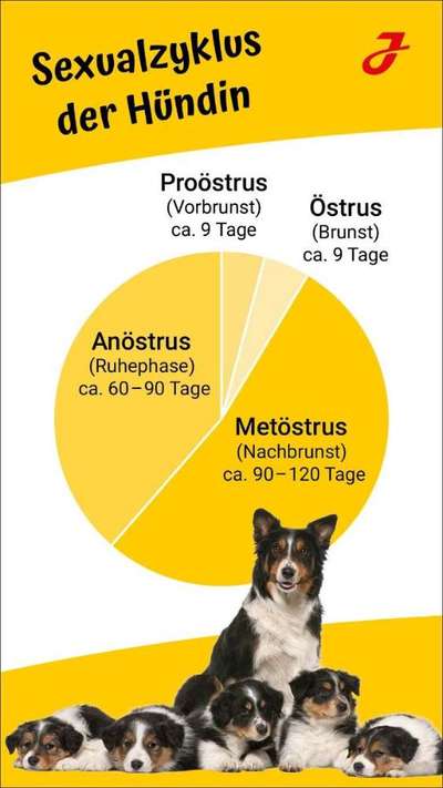 Läufigkeit-Beitrag-Bild