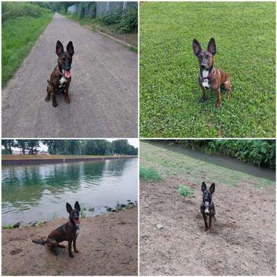 Aufeinmal Knickohren-Beitrag-Bild