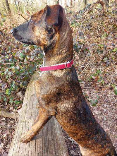 Fotochallenge No. 26                                     Wald und Wiese-Beitrag-Bild